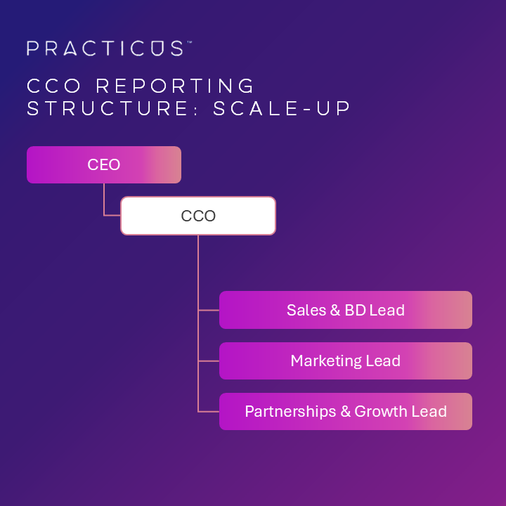 Chief Commercial Officer (CCO) Start-up Scale-up Reporting Structure
